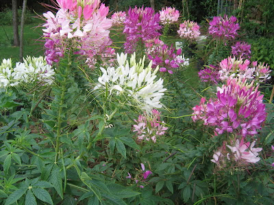 Hoa túy điệp,túy điệp,hoa đẹp,hoa Đà Lạt,Cleome spinosa
