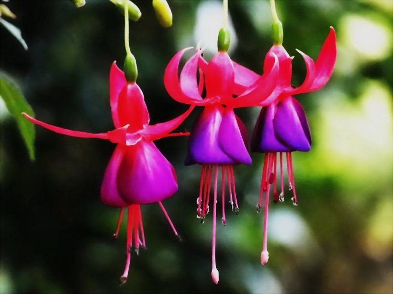 hoa đèn lồng,hoa lồng đèn,hồng hoa đăng,cây lồng đèn,Fuchsia magellanica,họ Anh thảo chiều,họ Nguyệt kiến thảo,họ Rau dừa nước,họ Rau mương,Onagraceae