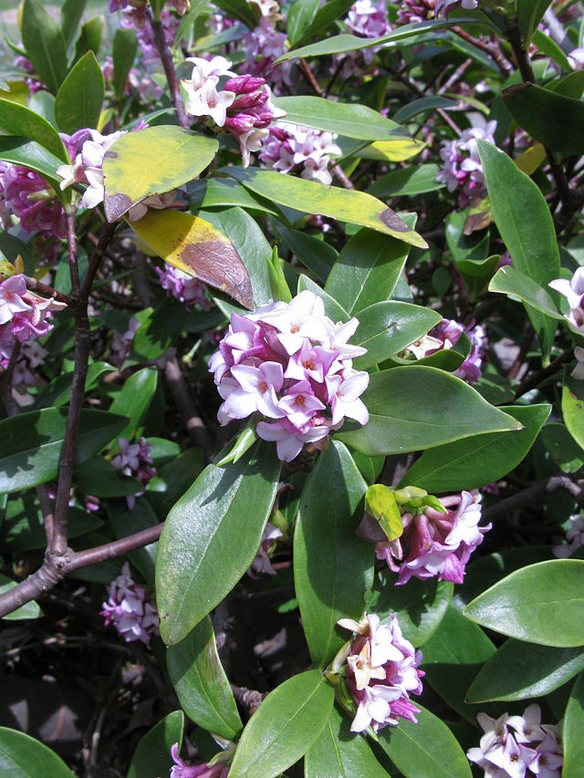 Thụy hương,bồng lai tử,phong lưu thụ,Daphne odora,Daphne