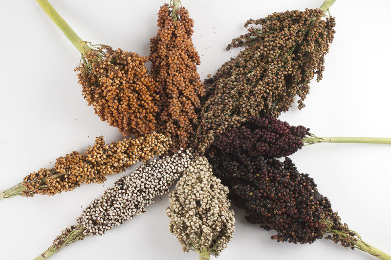 Cao lương,lúa miến,Sorghum,Sorghum bicolor,họ hòa thảo,họ lúa,họ cỏ,Poaceae,Gramineae