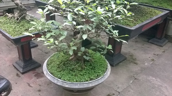 Sung dáng trực hoành, nhà có 9 cây sung dáng trực, giá cả khỏi bàn, rất hợp lý, ai thích liên hệ nhé.