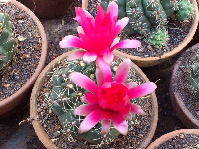 Xương rồng thần long,xuong rong than long,xương rồng