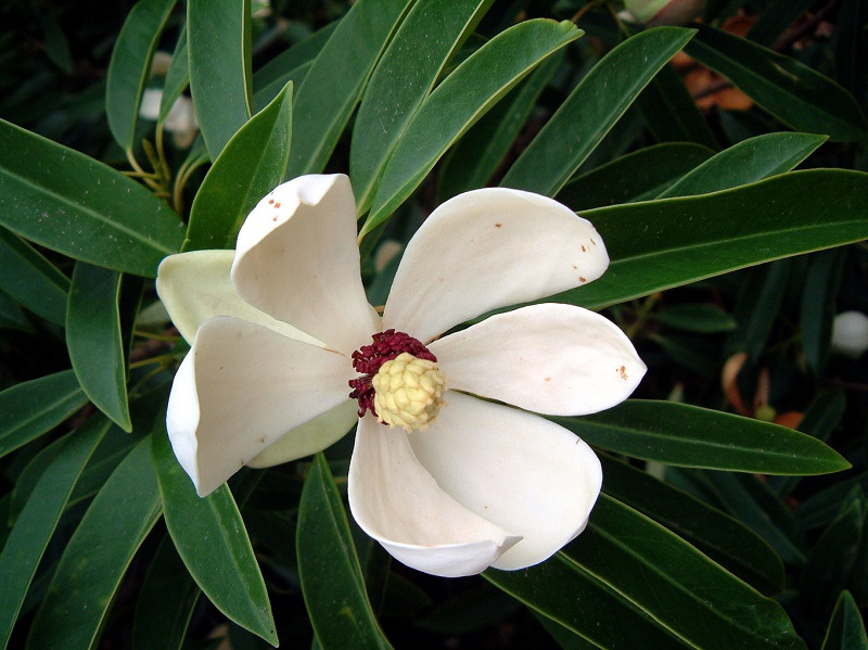 Vàng tâm,cây vàng tâm,Magnolia fordiana,Manglietia fordiana,họ mộc lan,mộc lan,Magnoliaceae,cây công trình,cây ven đường