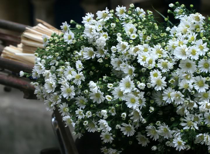Hoa baby,baby,hoa chấm bi,Baby’s breath,ý nghĩa của hoa baby,Gypsophila,Gypsophila paniculata,họ cẩm chướng,Caryophyllaceae,Happy Festival,Festival star,hoa tình yêu,hoa tình nhân