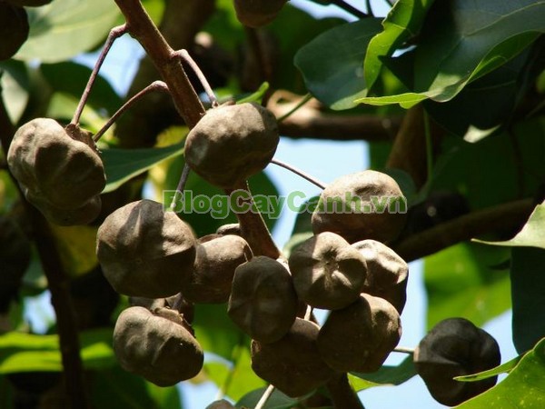 Cây Tra Lâm Vồ,cây tra lâm vồ, cây tra bồ đề, công dụng cây tra lâm vô,Thespesia populnea (L.) Soland, chi Thespesia, họ Malvaceae, họ Cẩm quỳ, bộ Malvales, Bộ Cẩm quỳ, bộ Bông,