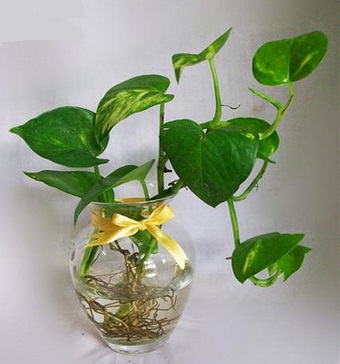 Trầu bà nước
