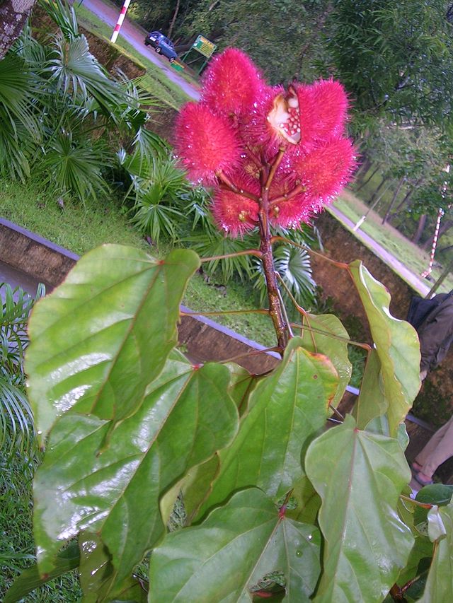 Điều nhuộm,cây điều nhuộm,điều màu,cà ri,Bixa orellana,Bixaceae,cây làm thuốc