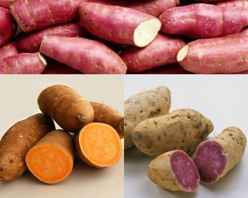 Khoai lang,Ipomoea batatas,củ khoai lang,các loại khoai lang,khoai lang tím,khoai lang ruột đỏ,khoai lang ruột vàng,công dụng y học của khoai lang,tác dụng của khoai lang,khoai lang Hoàng Long,khoai lang lệ cần,khoai lang tím Nhật,khoai lang tím Nhật ở Bình Tân,họ bìm bìm,Ipomoea,Convolvulaceae