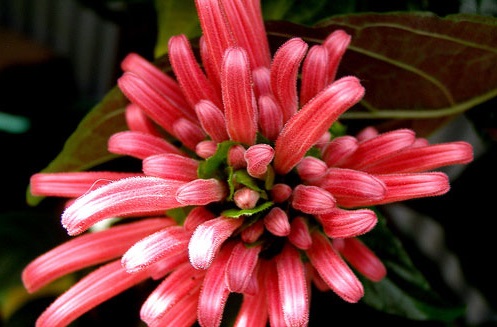 Hồng long ngọc,cây hồng long ngọc,hồng long nhả ngọc,cây long ngọc,cây gia cốp,cây ngọc long,Justicia carnea Nichols,họ Ô rô,Acanthaceae,cây bụi