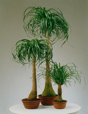Lan Bình Rượu,lan binh ruou,cây náng đế,cay nang de,cây lan,cây nội thất,Beaucarnea recurvata,họ măng tây,họ thiên môn đông,Asparagaceae