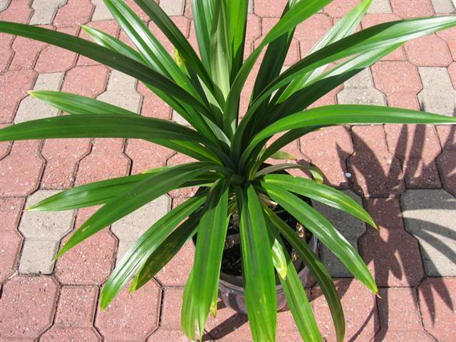 Cây lá dứa thơm,dứa thơm,cây dứa thơm,cây nếp thơm,cây cơm nếp,Pandanus amaryllifolius,dứa dại,Pandanaceae,tác dụng của cây lá dứa