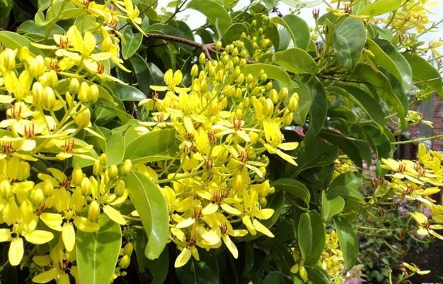 Mai hoàng yến,mai hoang yen,dây Kim đồng,Tristellateia australasiae,họ Sơ ri,họ Kim đồng, họ Dùi đục,Malpighiaceae