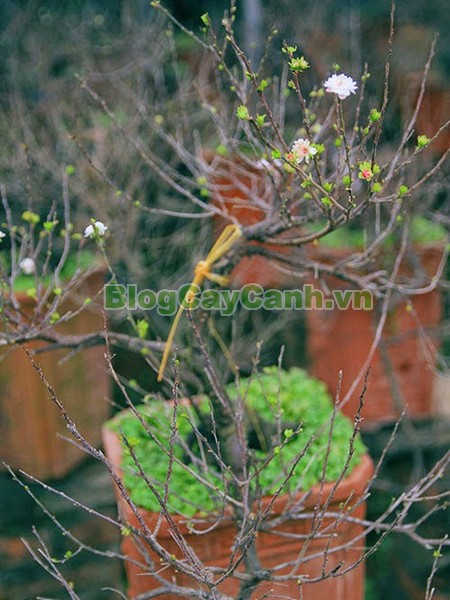 Cây Nhất Chi Mai (Cây Mai Trắng),cây nhất chi mai, họ hoa hồng, Prunus mume Sieb. & Zucc,cây bạch mai, cây hàn mai, cây lưỡng nhị mai, cây nhị độ mai, cây mai trắng, hình ảnh cây nhất chi mai, cây nhất chi mai chữa bệnh, cây nhất chi mai chơi tết, cây mai trắng,