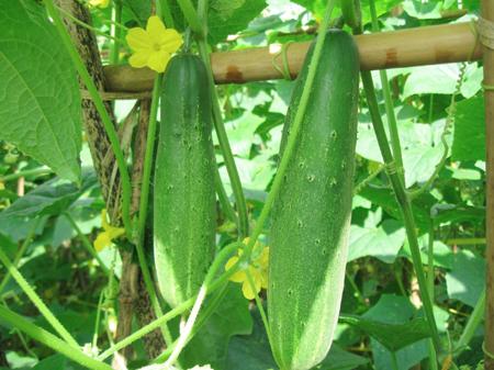 Dưa chuột,dưa leo,cây ăn quả,Cucumis sativus,họ bầu bí,Cucurbitaceae,tác dụng của dưa chuột,tác dụng làm đẹp của dưa chuột