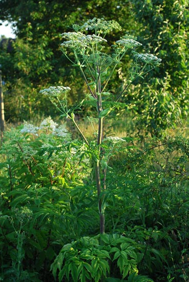 Bạch chỉ,cây bạch chỉ,Angelica dahurica,họ hoa tán,Apiaceae,cây thuốc
