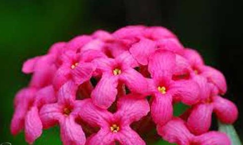 Cây liễu hồng,cay lieu hong,liễu mai,lieu mai,cúc nữ hoàng,cuc nu hoang,rondeletia leucophylla,rubiaceae