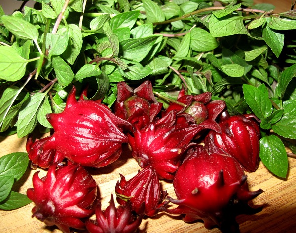 Atisô,Atisô,atiso,Cynara scolymus,tác dụng của atiso,bài thuốc từ atiso