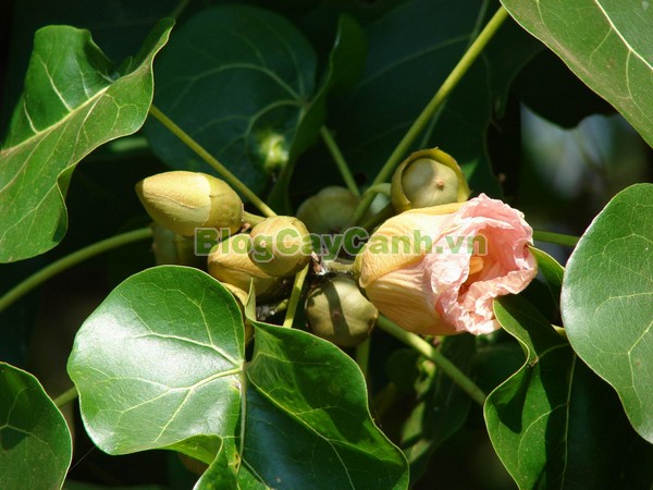 Cây Tra Lâm Vồ,cây tra lâm vồ, cây tra bồ đề, công dụng cây tra lâm vô,Thespesia populnea (L.) Soland, chi Thespesia, họ Malvaceae, họ Cẩm quỳ, bộ Malvales, Bộ Cẩm quỳ, bộ Bông,