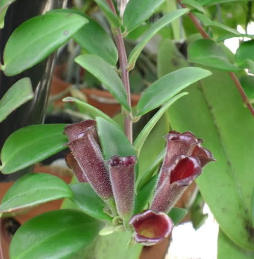 Cây Son Môi,Kim Ngư,cây Môi Son,lan Môi Son,lan Son Môi,cây Hoa Son Môi,Aeschynanthus lobbiana,Lipstick Plant,họ Tai Voi,Gesneriaceae