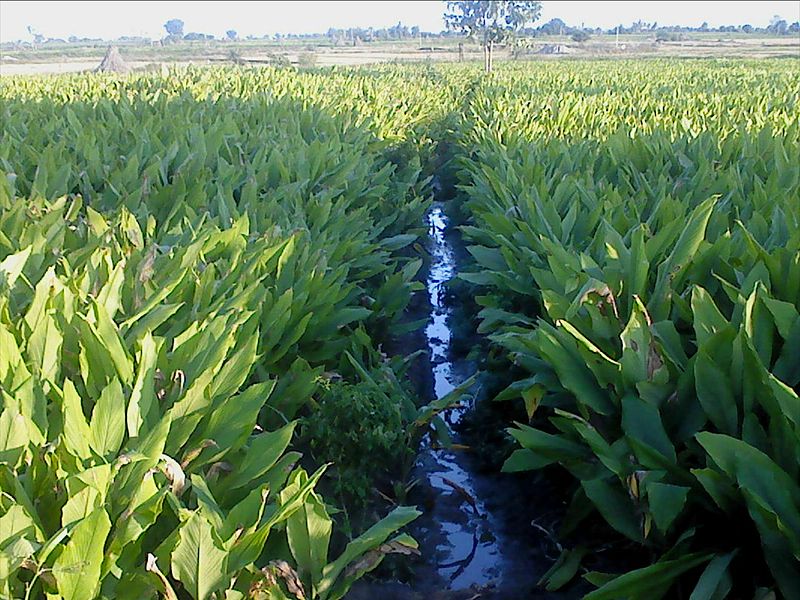 Cây nghệ,nghệ nhà,nghệ trồng,khương hoàng,Curcuma longa,họ gừng,Zingiberaceae,cây thuốc,tác dụng của củ nghệ,củ nghệ làm thuốc,củ nghệ trong ẩm thực