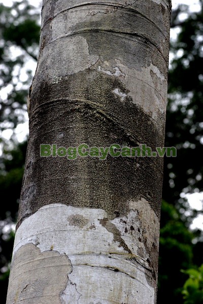 Cây Chò Đen,cây chò đen, Parashorea stellata Kurz., thuộc họ Dầu, họ Dipterocarpaceae, cây chò, chò đen, cay cho den,