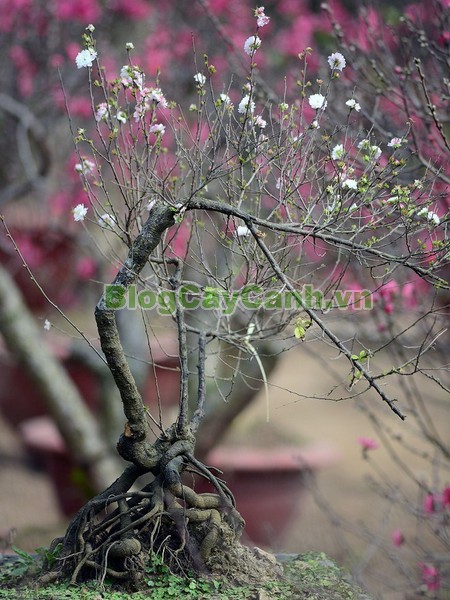 Cây Nhất Chi Mai (Cây Mai Trắng),cây nhất chi mai, họ hoa hồng, Prunus mume Sieb. & Zucc,cây bạch mai, cây hàn mai, cây lưỡng nhị mai, cây nhị độ mai, cây mai trắng, hình ảnh cây nhất chi mai, cây nhất chi mai chữa bệnh, cây nhất chi mai chơi tết, cây mai trắng,