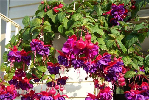hoa đèn lồng,hoa lồng đèn,hồng hoa đăng,cây lồng đèn,Fuchsia magellanica,họ Anh thảo chiều,họ Nguyệt kiến thảo,họ Rau dừa nước,họ Rau mương,Onagraceae