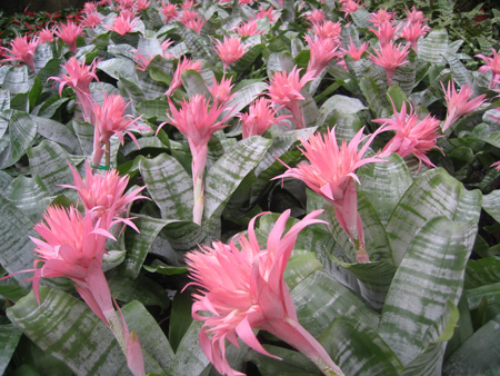 Dứa cảnh gai hồng,dứa cảnh,dứa que diêm,Aechmea fasciata,họ dứa,Bromeliaceae