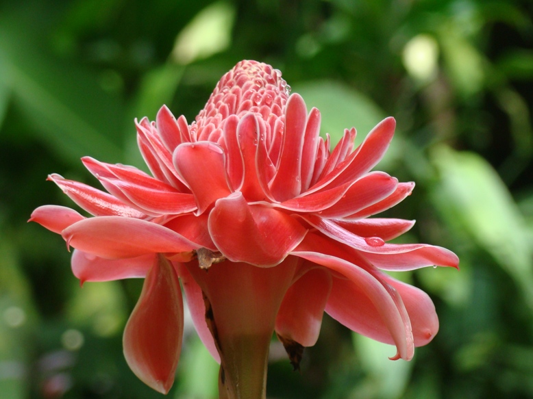 Đa lộc,hoa đa lộc,hoa sen đất,gừng tàu,hoa vạn phúc,Etlingera elatior,họ gừng,Zingiberaceae,đậu khấu