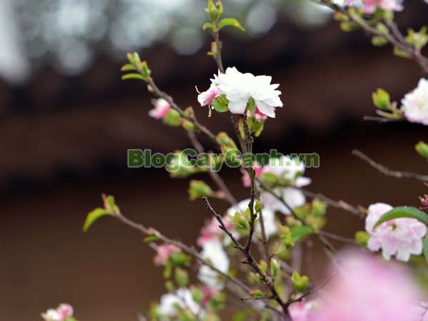 Cây Nhất Chi Mai (Cây Mai Trắng),cây nhất chi mai, họ hoa hồng, Prunus mume Sieb. & Zucc,cây bạch mai, cây hàn mai, cây lưỡng nhị mai, cây nhị độ mai, cây mai trắng, hình ảnh cây nhất chi mai, cây nhất chi mai chữa bệnh, cây nhất chi mai chơi tết, cây mai trắng,