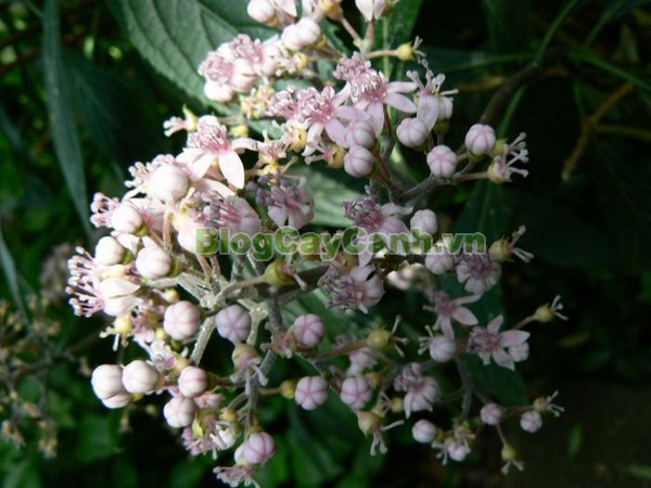 Cây Thường Sơn,cây thường sơn, cây thường sơn chữa sốt rét, công dụng của cây thường sơn, cây thường sơn chữa bệnh, tác dụng của cây thường sơn, cây khởi tía, cây tê quân, cây nam thường sơn, cây bạch thường sơn, cây thường sơn tía, cây hoàng thường sơn, cây thực tất, cây áp niệu thảo, cây kê niệu thảo ,Dichroa febrifuga Lour., họ Tú cầu, họ Thường Sơn,Hydrangeaceae,.