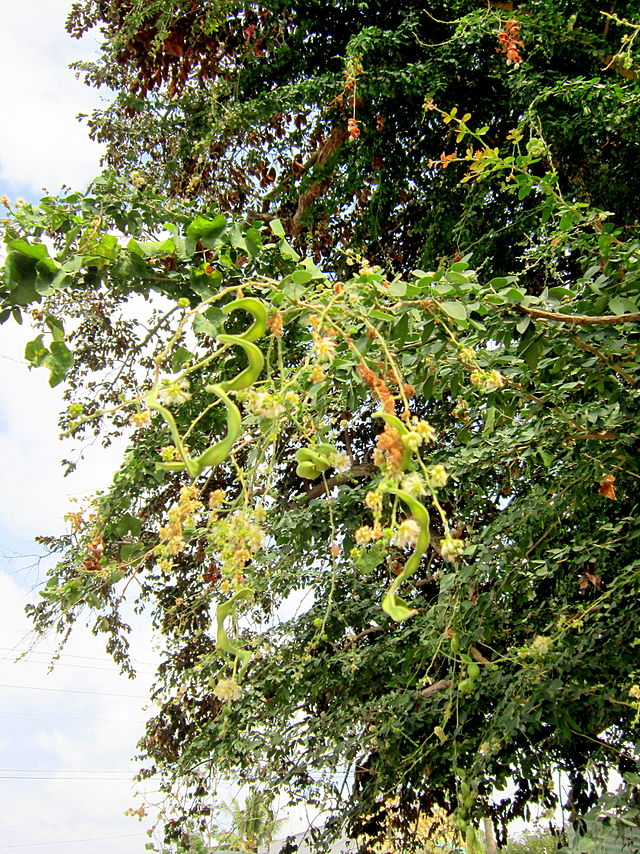 Cây me keo, me nước