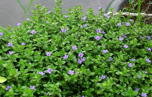 Cây hoa ngổ,cây thủy sinh,hoa ngổ hương,hoa ngổ hương thủy sinh