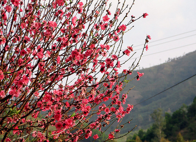 Hoa đào,hoa đào ngày Tết,cây đào,bích đào,đào phai,sự tích hoa đào,sự tích hoa đào ngày Tết,Tết,Tết Nguyên Đán,Prunus persica