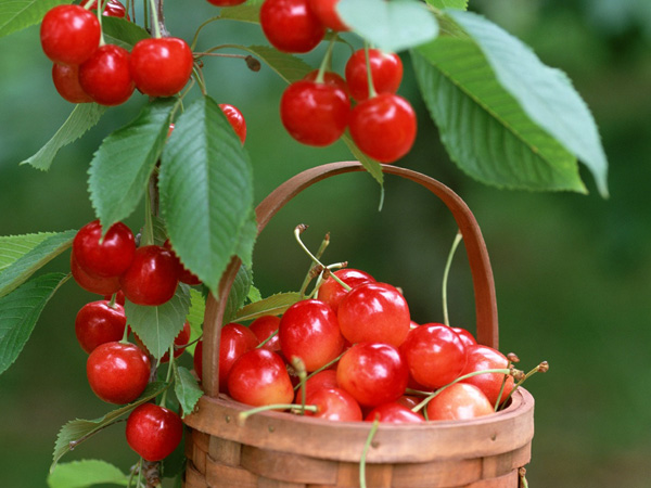 Cherry,cây cherry,cây anh đào,quả anh đào,cây ăn quả