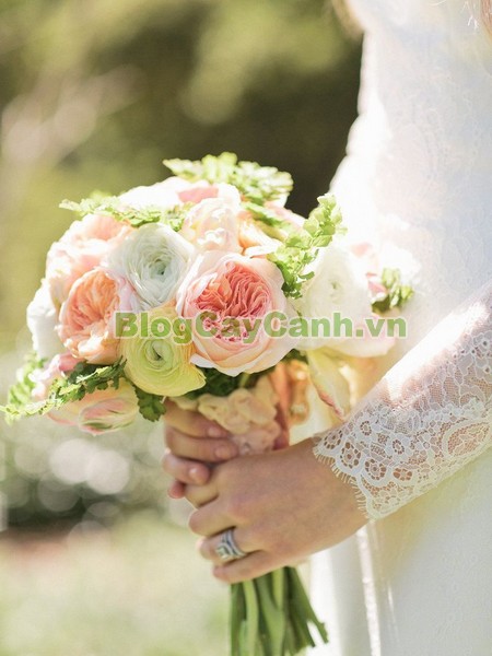 Cây Hoa Mao Lương (Cây hoa hoàng liên),cây hoa mao lương, cây hoa hoàng liên, hình ảnh cây hoa mao lương, Rananculus, họ Mao Lương, cay hoa mao luong