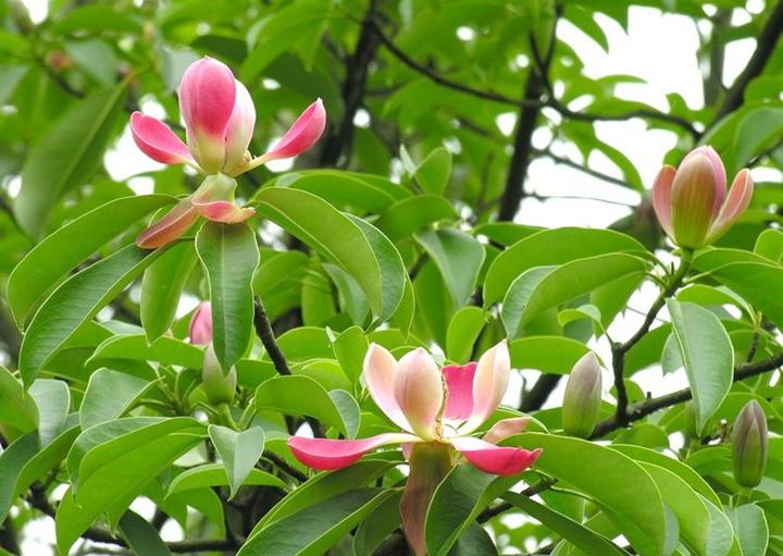 Vàng tâm,cây vàng tâm,Magnolia fordiana,Manglietia fordiana,họ mộc lan,mộc lan,Magnoliaceae,cây công trình,cây ven đường