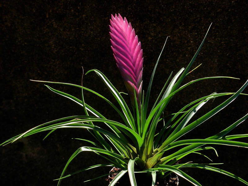 Cây quạt ba tiêu,hoa quạt ba tiêu,quạt ba tiêu,Tillandsia cyanea,Pink Quill,họ dứa,Bromeliaceae,Tillandsioideae