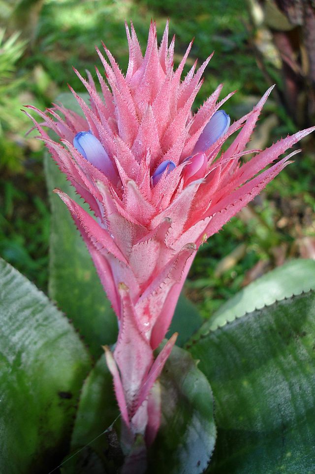 Dứa cảnh gai hồng,dứa cảnh,dứa que diêm,Aechmea fasciata,họ dứa,Bromeliaceae