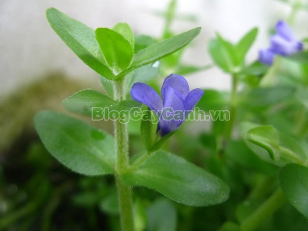 Cây Lệ Nhi,cây lệ nhi, hình ảnh cây lệ nhi, cay le nhi,cây lệ nhi trồng trong nước, Bacopa caroliniana, cây lệ nhi cây thủy sinh, cây thủy sinh đẹp,