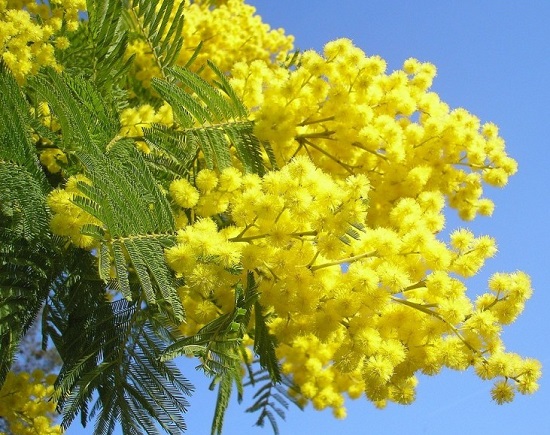 Hoa Mimosa
