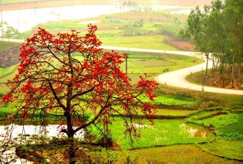 Cây gạo