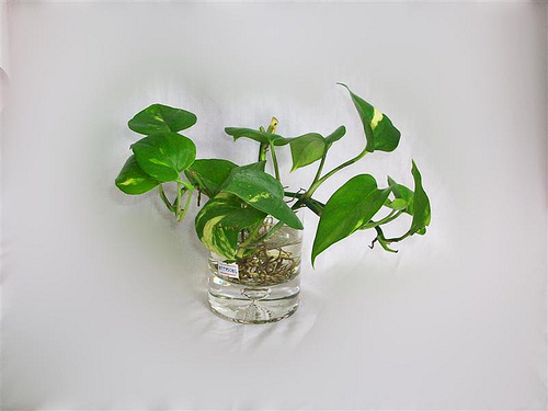Trầu bà nước