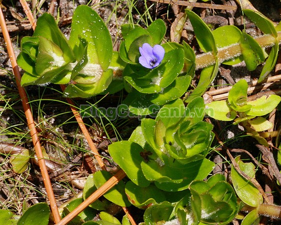 Cây Lệ Nhi,cây lệ nhi, hình ảnh cây lệ nhi, cay le nhi,cây lệ nhi trồng trong nước, Bacopa caroliniana, cây lệ nhi cây thủy sinh, cây thủy sinh đẹp,