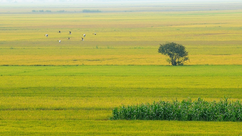 Cây lúa,lúa,Oryza sativa,Oryza glaberrima,họ hòa thảo,họ lúa,họ cỏ,Poaceae,cây lương thực,cây ngũ cốc,ngũ cốc,lục cốc,ruộng bậc thang,ruộng bậc thang Hoàng Su Phì