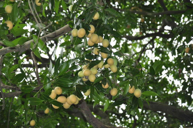 Thanh trà,cây thanh trà,thanh trà ghép,Bouea gandaria Blume,Bouea macrophylla Griff,Anacardiaceae,Sapindales,Marian plum,Gandaria,Marian mango,Plum mango,cây ăn quả