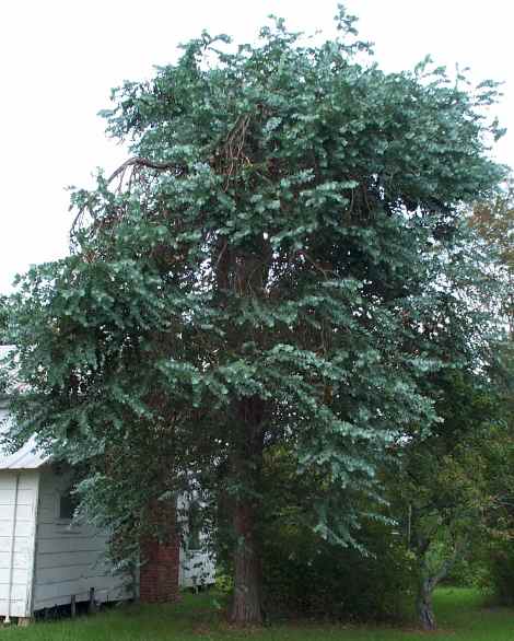 Cây tiền bạc,đô la bạc,Silver dollar,đồng đô bạc,đồng đô la bạc,Eucalyptus cinerea,silver dollar tree