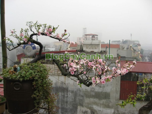 Cây Nhất Chi Mai (Cây Mai Trắng),cây nhất chi mai, họ hoa hồng, Prunus mume Sieb. & Zucc,cây bạch mai, cây hàn mai, cây lưỡng nhị mai, cây nhị độ mai, cây mai trắng, hình ảnh cây nhất chi mai, cây nhất chi mai chữa bệnh, cây nhất chi mai chơi tết, cây mai trắng,