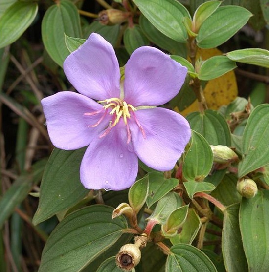 Hoa mua,hoa tím,hoa mua Đà Lạt,đồi hoa mua Đà Lạt,các loài hoa mua,cây hoa,cây bụi,Melastoma,Melastomataceae