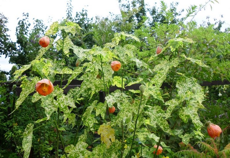 Hoa bụp lồng đèn,bụt lồng đèn,bụp lồng đèn,hoa dâm bụt,hoa râm bụt,bông bụt,bông bụp,Abutilon pictum,Flowering Maple,họ cẩm quỳ,Malvaceae